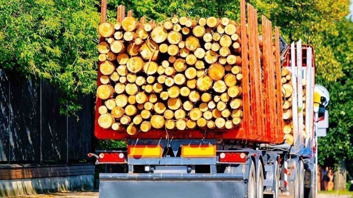 देहरा वन मंडल की बड़ी कार्रवाई, अवैध लकड़ी से भरे 16 ट्राले जब्त, गिरोह पर रोक