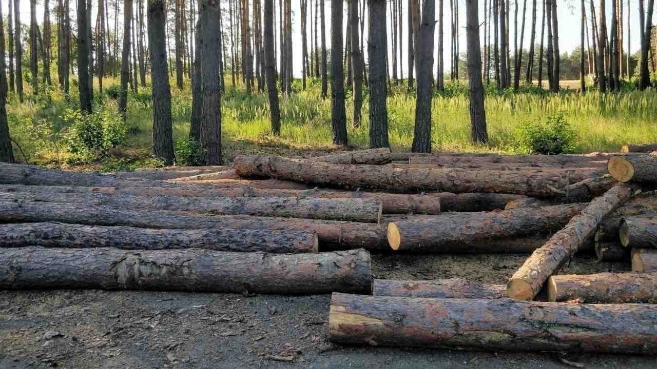 वन विभाग की कार्रवाई: नलूट में पिकअप में लदी खैर की लकड़ी बरामद, 3 आरोपी गिरफ्तार