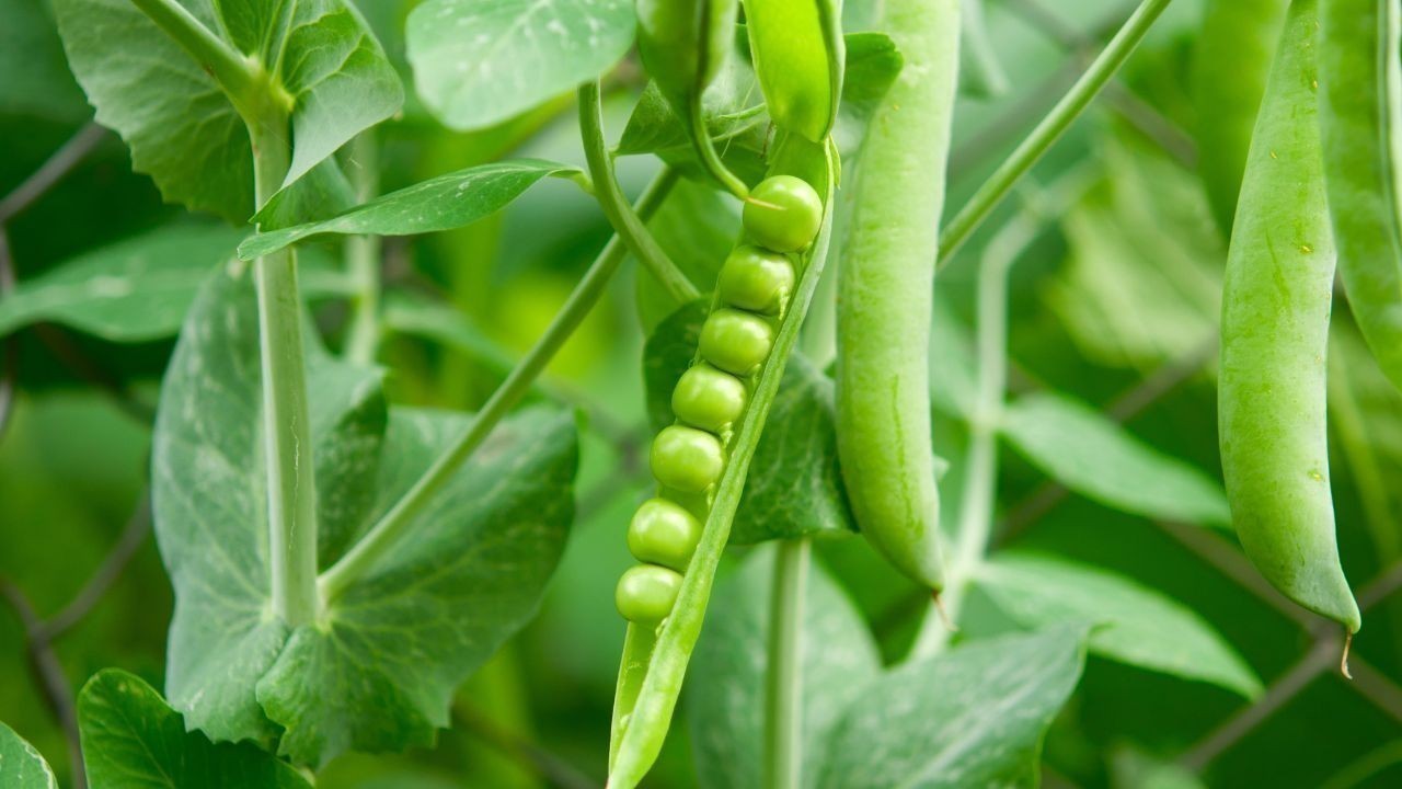 पहाड़ी मटर के बढ़ते दाम और बढ़ती मांग से राजगढ़ के किसानों को मिली आर्थिक राहत