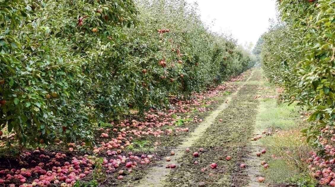 हिमाचल में मौसम की अचानक बदलाव से सेब बागवानों की चिंता बढ़ी, बारिश से फसल को खतरा