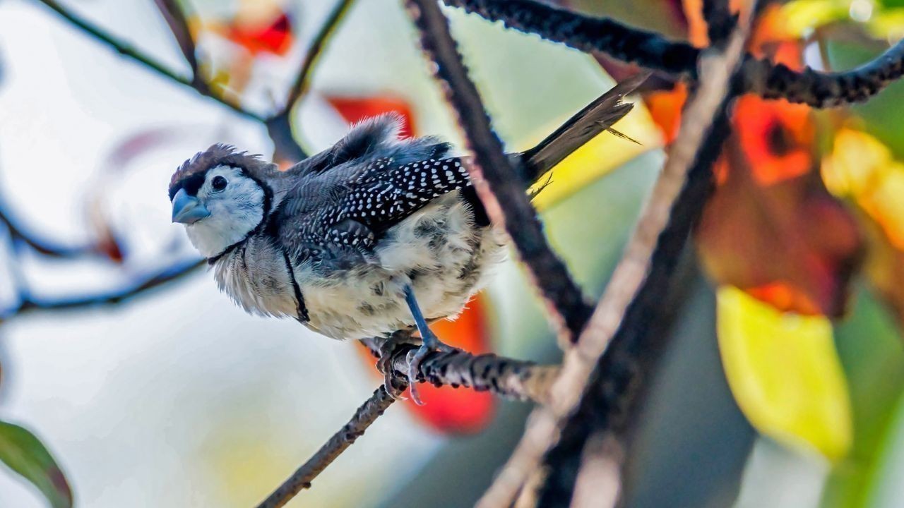 पक्षियों का स्वर्ग बना शिमला: जिले में रिकॉर्ड 290 प्रजातियां दर्ज