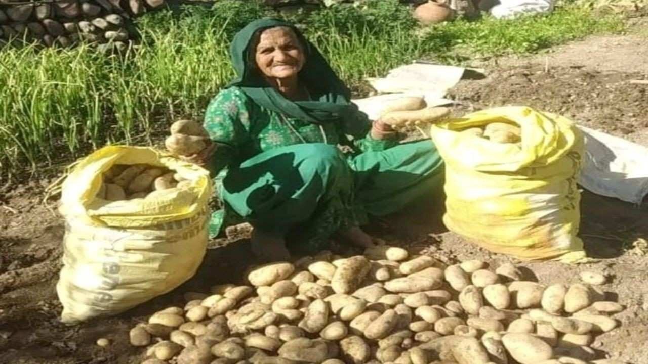 हरनेड़ के बुजुर्ग दंपत्ति ने प्राकृतिक खेती से कम जमीन में उगाई बंपर आलू फसल