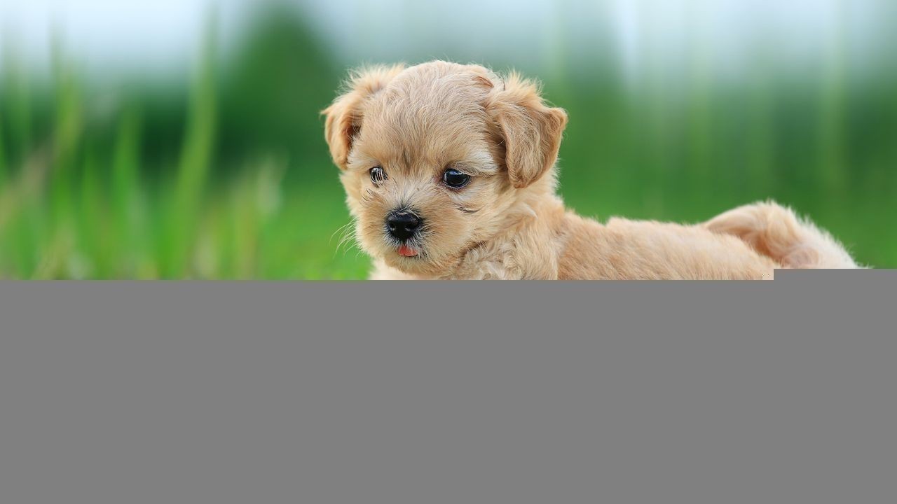 नगर निगम सख्त, कुत्ता पंजीकरण न कराने पर 9300 रुपये का जुर्माना