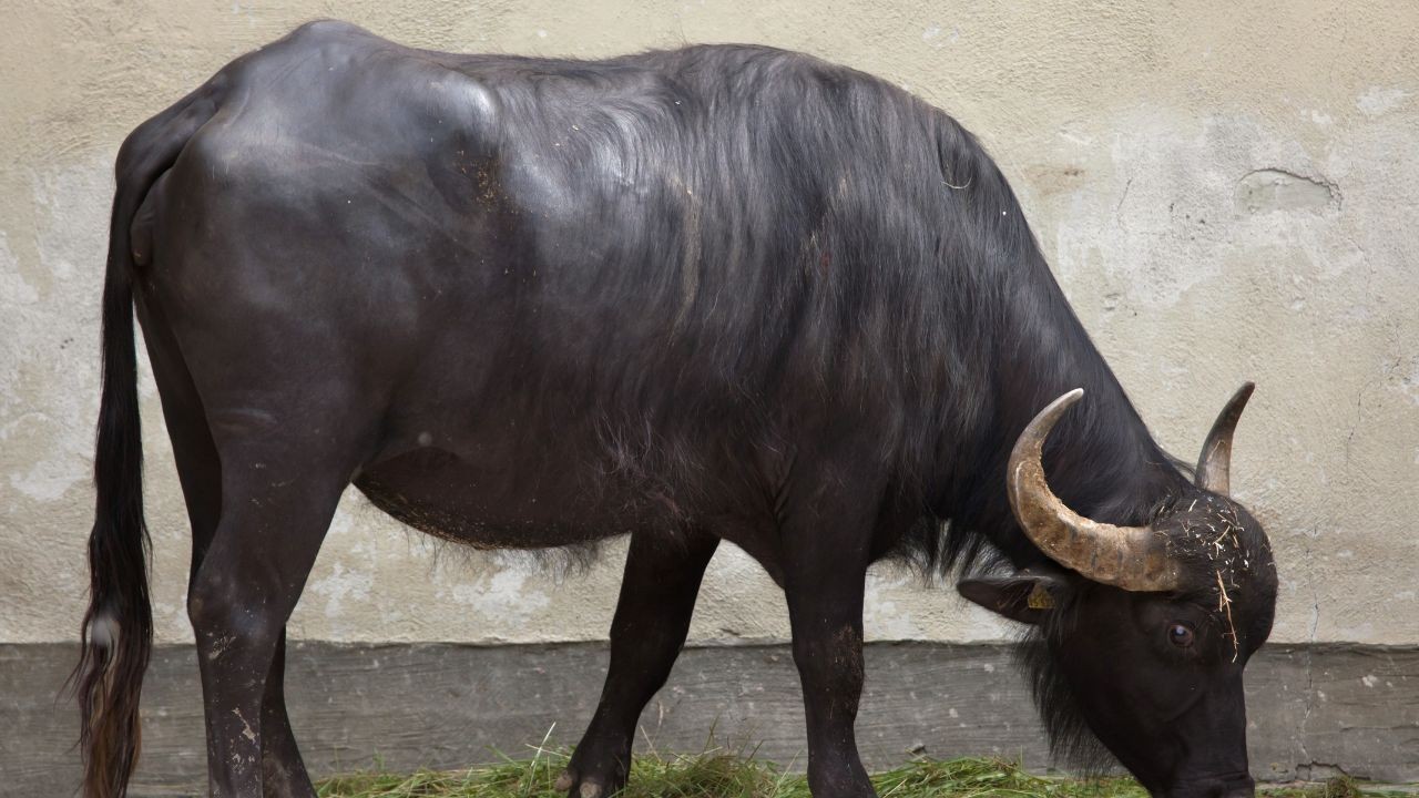 हमीरपुर में भैंस चोरी का बड़ा खुलासा, सहारनपुर से बरामद व दो आरोपी गिरफ्तार