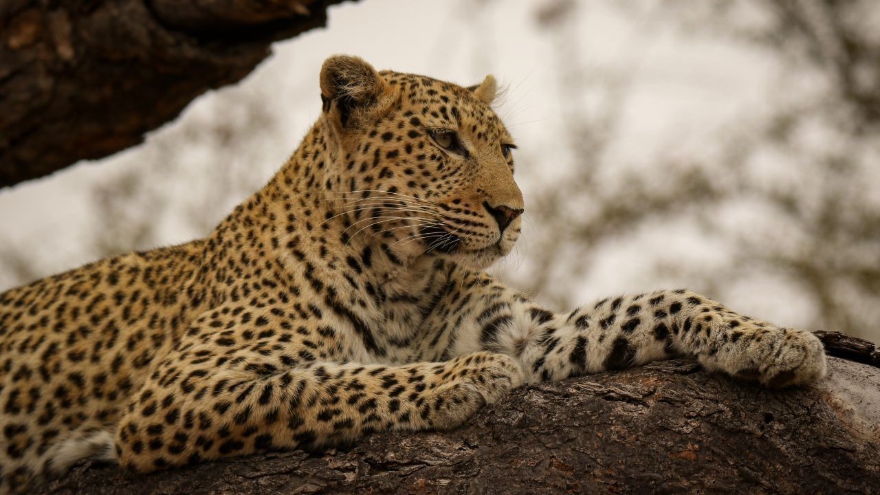 चंबा के चुराह गांवों में तेंदुए की दहशत, प्रशासन से कार्रवाई की मांग