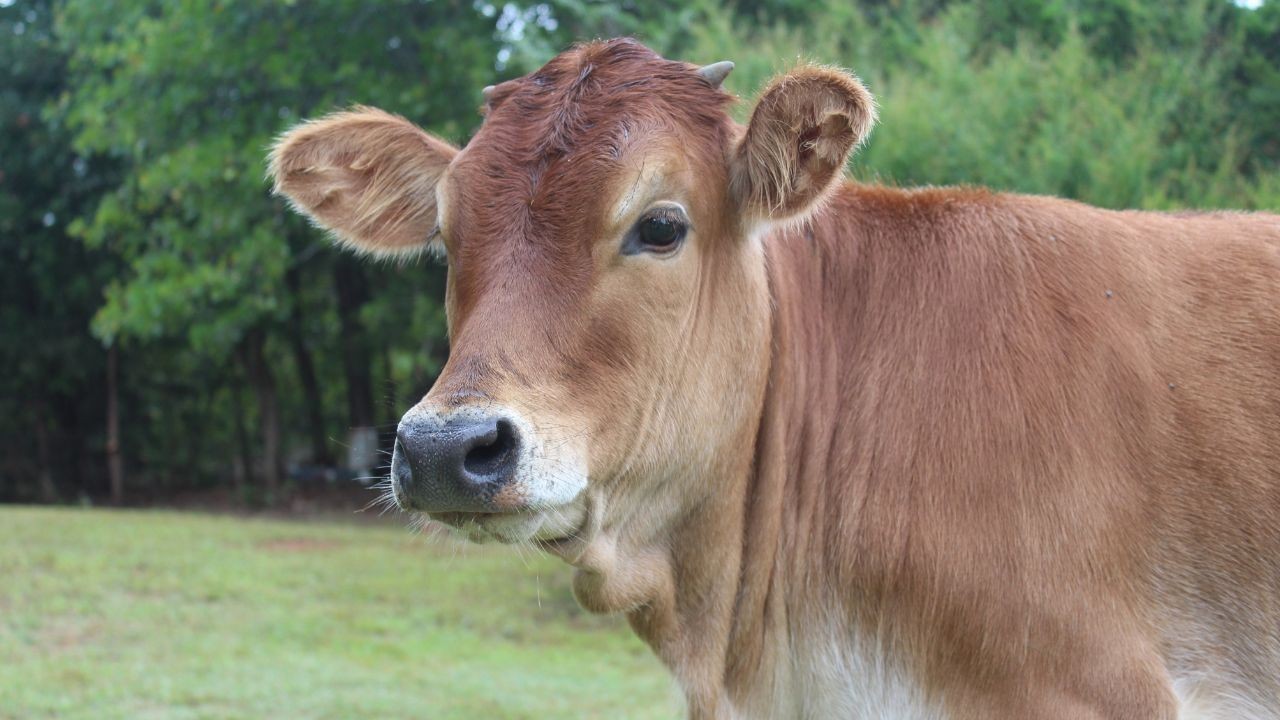सोलन में गौ संरक्षण के लिए रैली, गौ हत्या रोकने और सख्त कानून की मांग उठी
