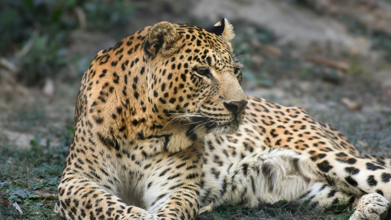 भीमताल में सड़क पार करते समय तेंदुआ बाइक से टकराया, हादसे में घायल