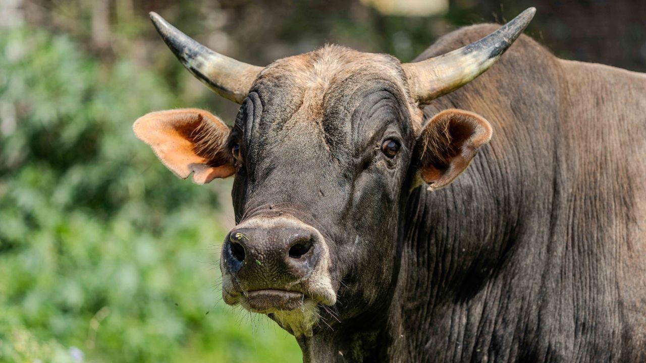 ग्वालियर में आवारा सांड के हमले से युवक की मौत और तीन घायल