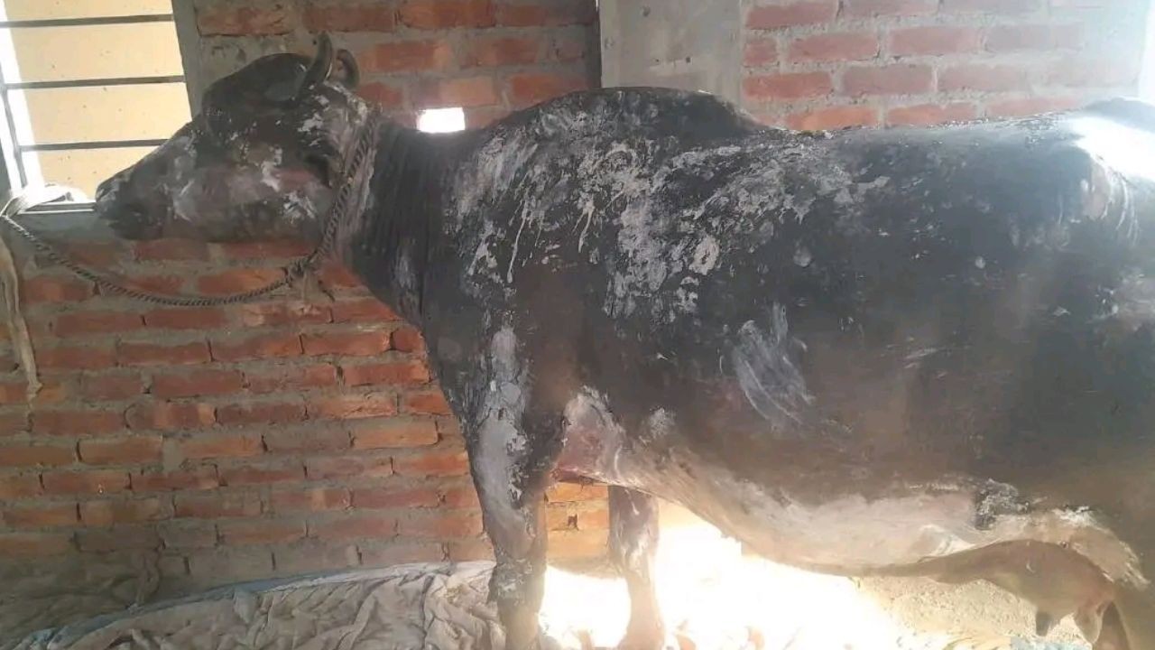 हमीरपुर के बजुरी गांव में भीषण आग से गौशाला जलकर राख, पशु गंभीर रूप से झुलसे