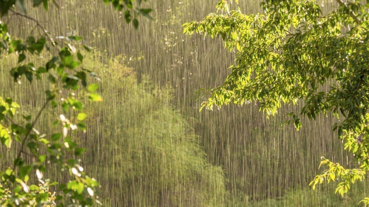 हिमाचल में मौसम ने ली करवट, बारिश-बर्फबारी के बीच पेड़ गिरने की घटनाएं