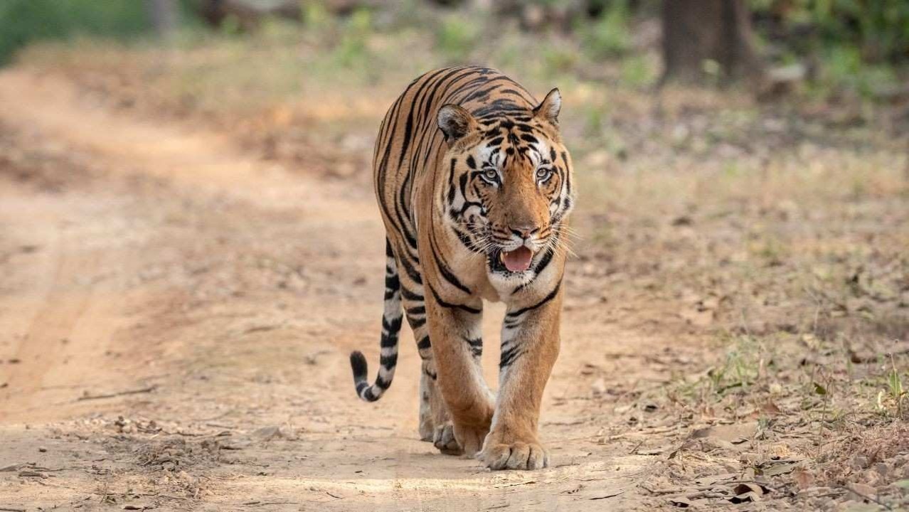 टाइगर की मौजूदगी से चौंका वन विभाग, खारा जंगल में लगाए जाएंगे और कैमरे