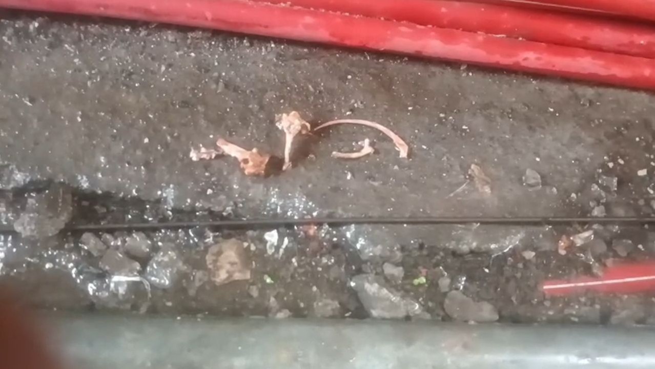 पपरोला में पानी की पाइपलाइन में मिली हड्डियां, आखिर कैसे हुई इतनी बड़ी लापरवाही?