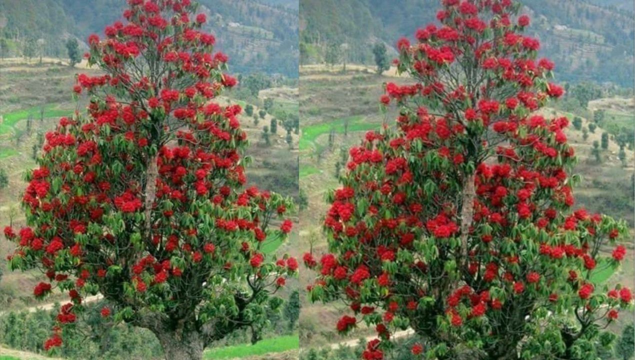 Buransh: हिमाचल के पहाड़ों में खिलने वाला वह फूल, जो स्वाद, सेहत और संस्कृति से जुड़ा है
