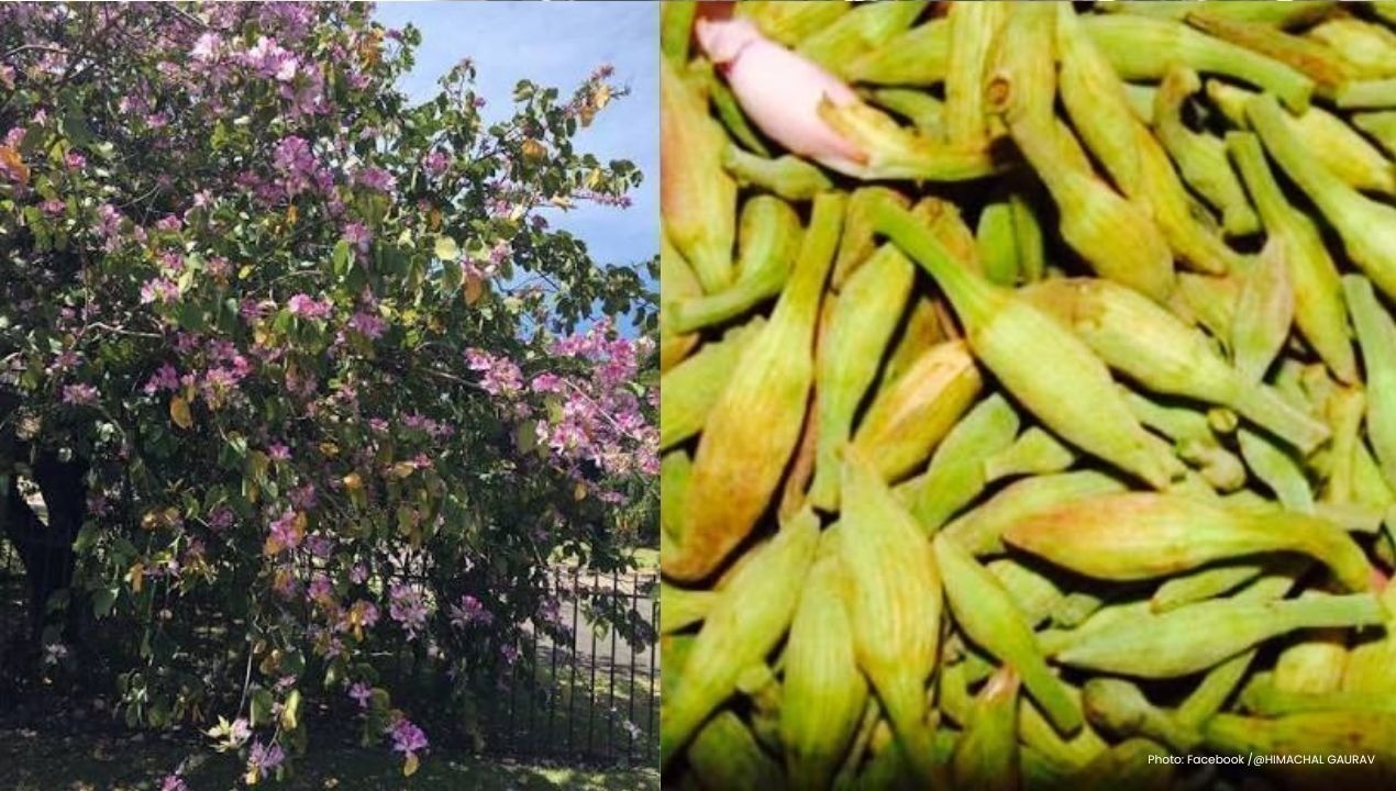Karali Ki Sabzi: हिमाचल की मौसमी पहाड़ी सब्जी, जिसमें कचनार की कलियों का स्वाद और गांव की रसोई की खुशबू बसती है