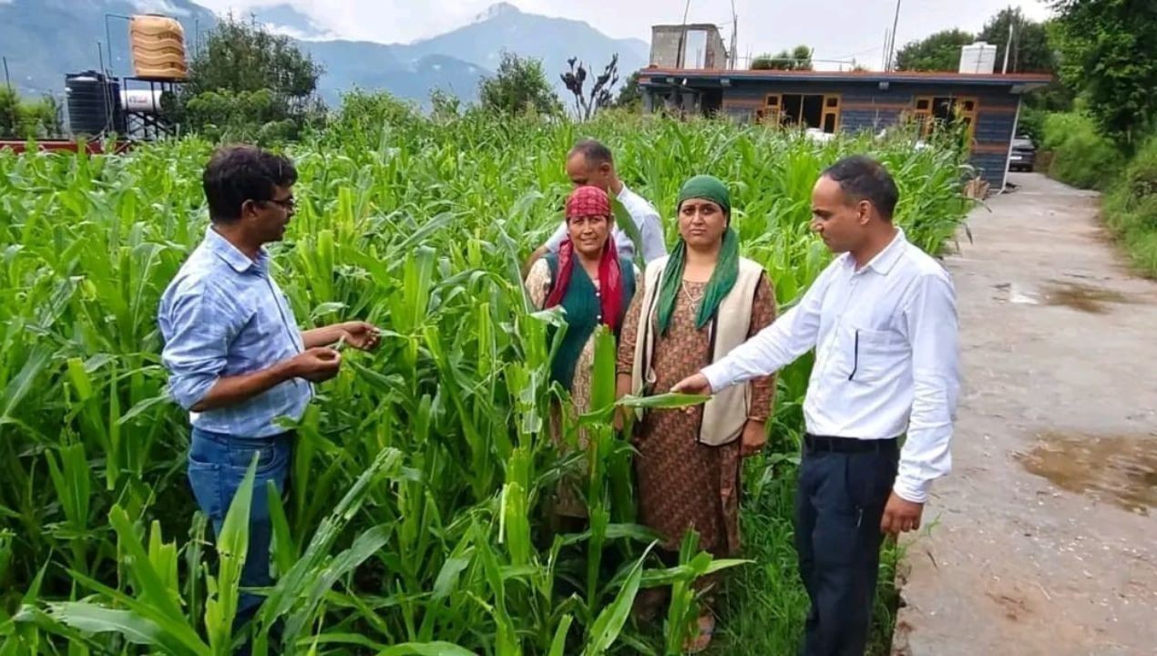 मक्की की फसल पर फॉल आर्मीवर्म का खतरा, कृषि विभाग ने जारी की एडवाइजरी