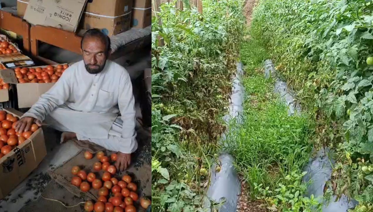 राजगढ़ में टमाटर के दाम गिरे, किसानों को लागत निकालना भी मुश्किल