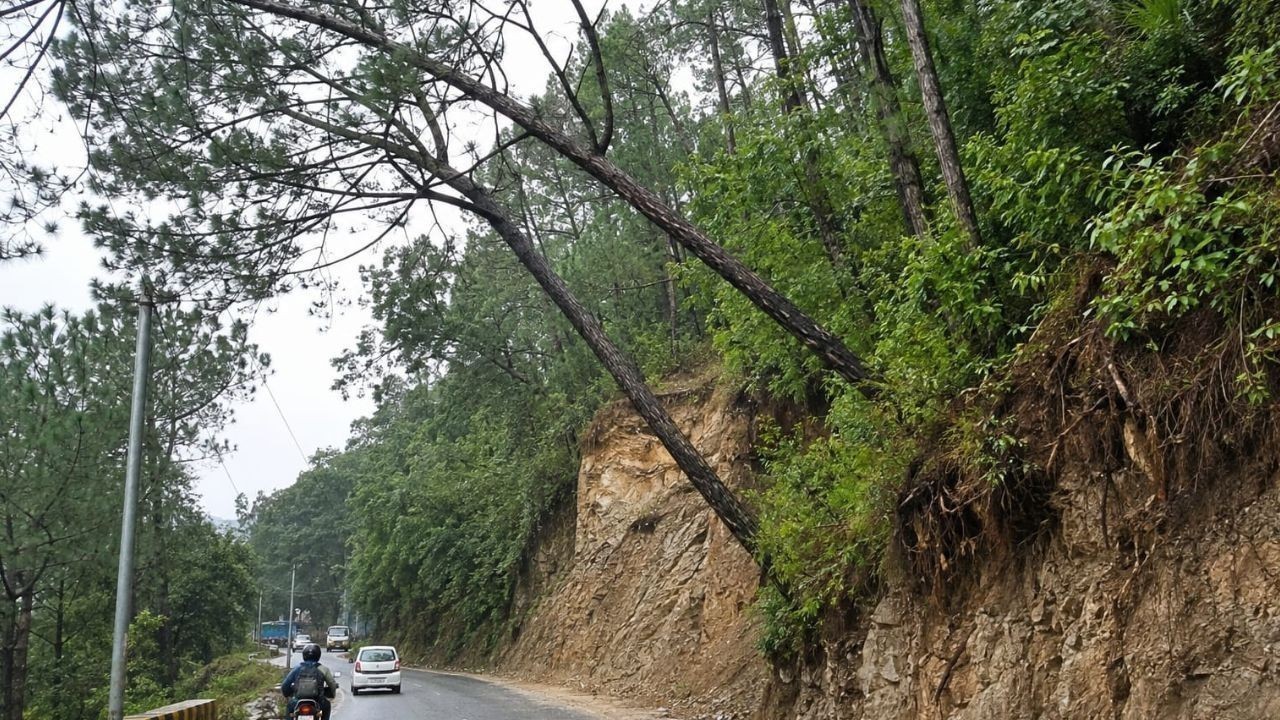 हमीरपुर हाईवे पर झुके पेड़ बने खतरा, हादसे की आशंका बढ़ी