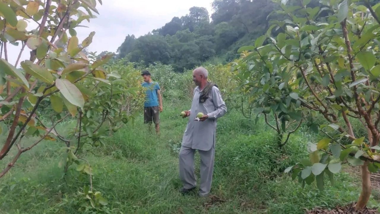 एचपी शिवा परियोजना से बदली बागवानी की तस्वीर, अमरूद से बढ़ी किसान की आय