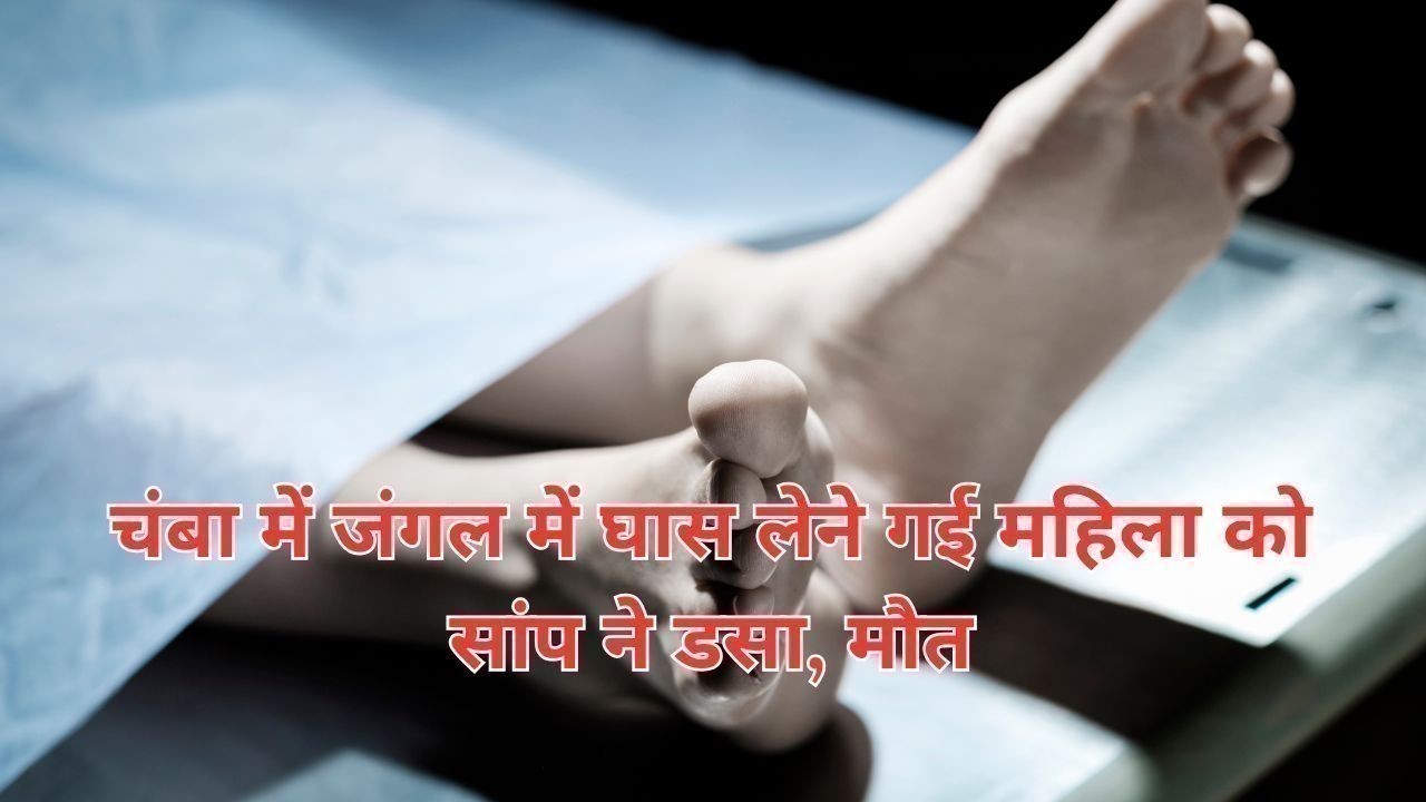 चंबा में जंगल में घास लेने गई महिला को सांप ने डसा, मौत
