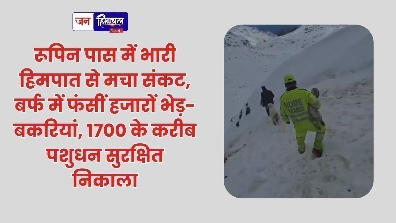 रूपिन पास में भारी हिमपात से मचा संकट, बर्फ में फंसीं हजारों भेड़-बकरियां, 1700 के करीब पशुधन सुरक्षित निकाला