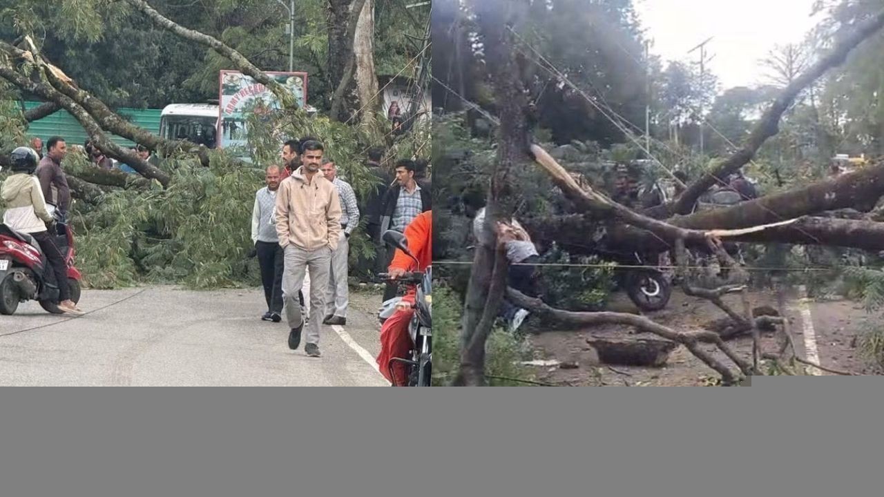 पालमपुर में टीसीपी के पास सड़क पर गिरा पेड़, यातायात प्रभावित